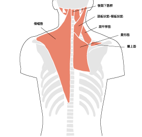 深層筋のイメージ